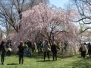 Cherry Blossom Fest